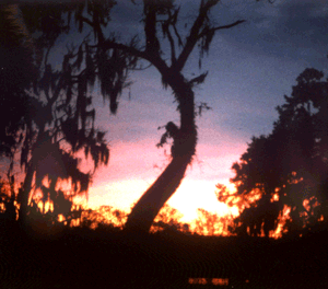 Brazos Bend State Park - Texas