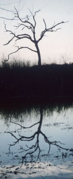 Brazos Bend State Park - Texas