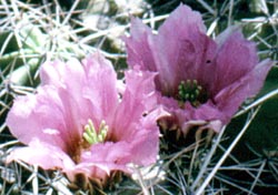 Fiore di cactus - fotografia