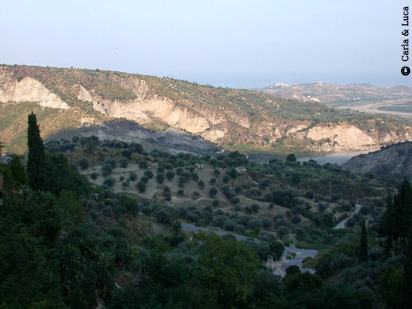 Fico d'India 