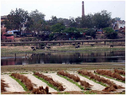 Yamuna river