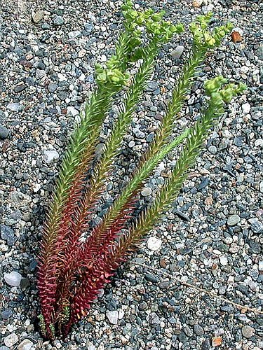 Euforbia marittima