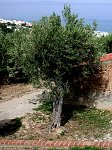 olivo