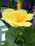 Ibisco giallo