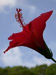 Ibisco rosso