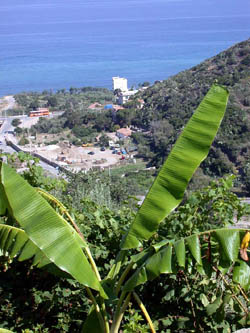 Rodia