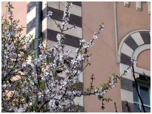 Mandolro - Almond tree