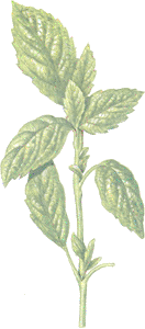 foglie di basilico
