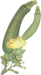 zucchini con fiori