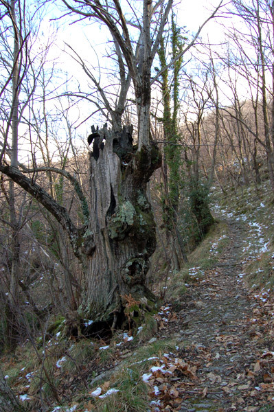 Un castagno sulla strada di Canate