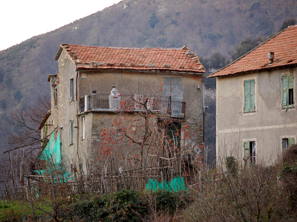 Casa con albero di cachi /  A house with persimmon tree