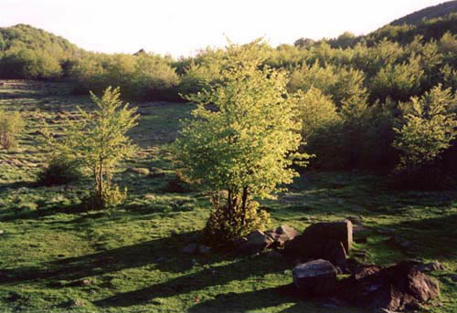 Il prato / The meadow