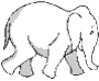 elefante bianco che cammina