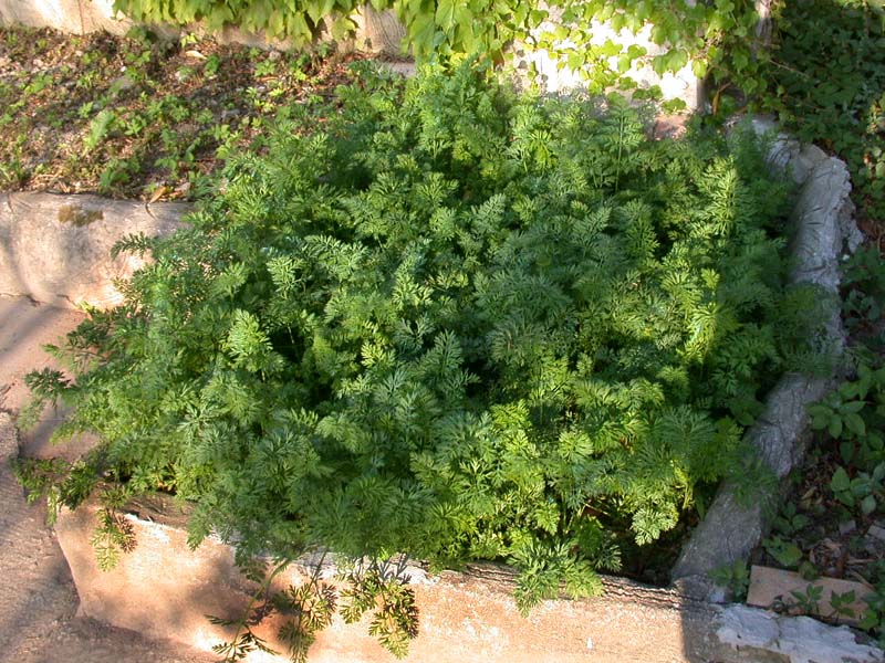 piante di carote