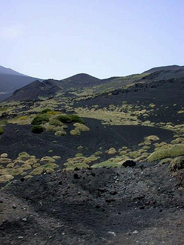 Vegetazione pioniera