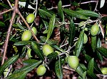 olivo