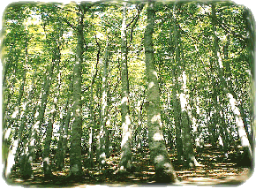 faggeta del Monte Penna