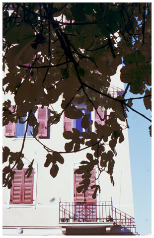 Fico in via Chighizola - Fig tree in Chghizola street