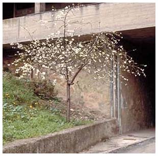 ciliegio - cherry tree
