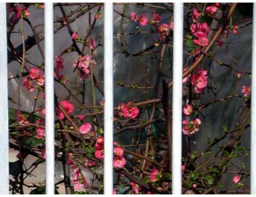 Primavera in gabbia - Spring in a cage