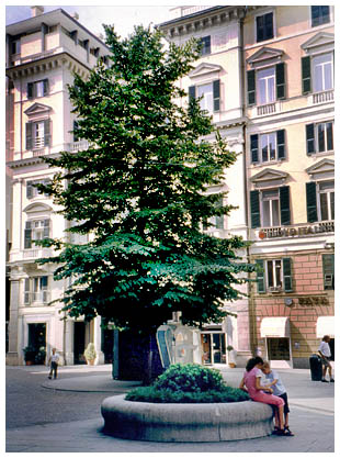 Tiglio - Linden