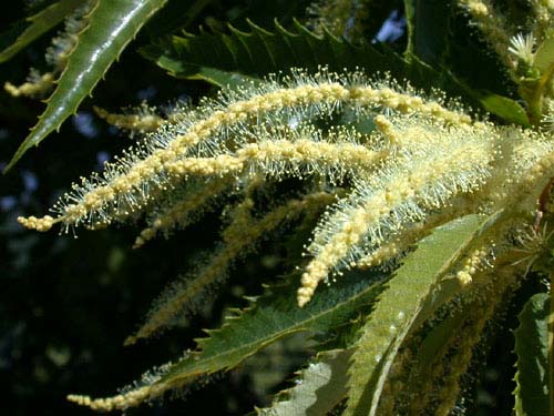 Castagno (fiore)