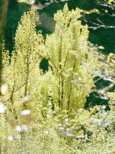 Populus nigra