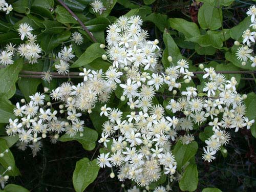 Clematide vitalba