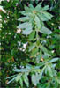 laurel