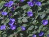 campanula
