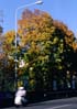 alberi in citt