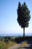 Alberi del mediterraneo