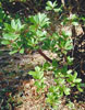 arbutus	