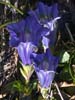 genziana