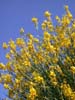 ginestra