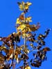 evergreen oak