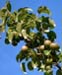 	wild pear tree 