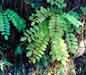 robinia
