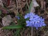 scilla
