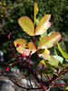 evergreen oak