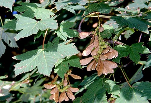 acero di monte