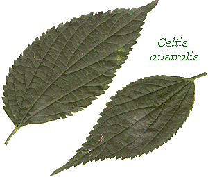 foglie di bagolaro