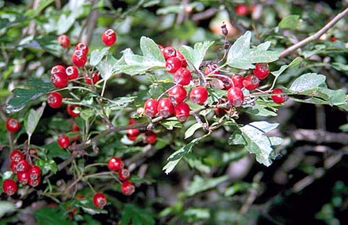 le bacche rosse del biancospino