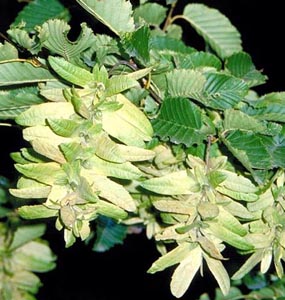carpino bianco