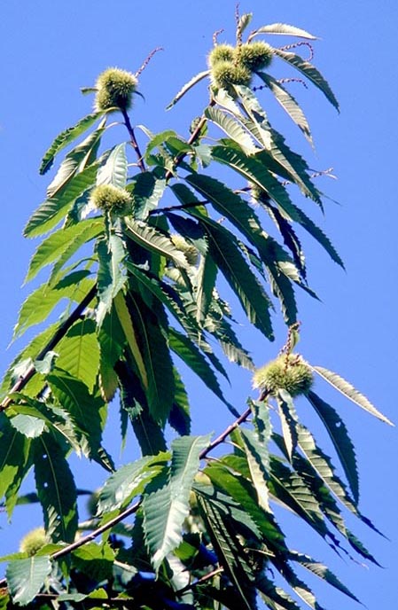 rami di castagno con ricci e fiori maschili