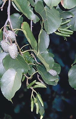ontano napoletano