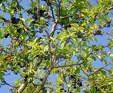 pruno selvatico