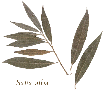 foglie di salice bianco essiccate
