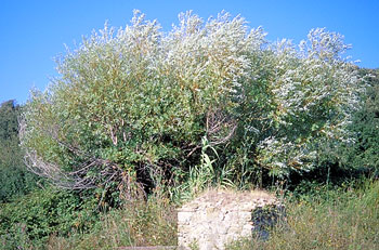 salice bianco presso una fonte